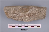 藏品(大型有孔蟲)的圖片